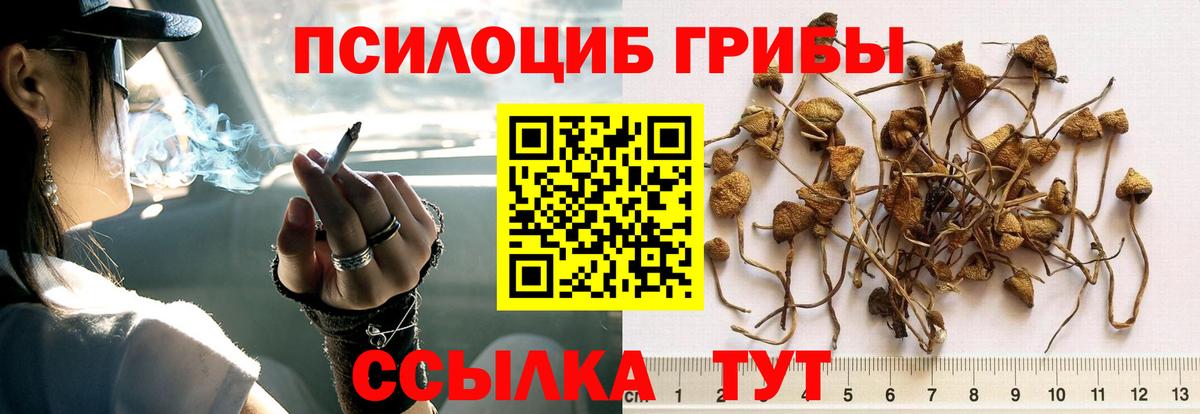 Псилоцибиновые грибы Psilocybe  Вход с VPN  Сосновый Бор  Галлюциногенные грибы Magic Shrooms 
